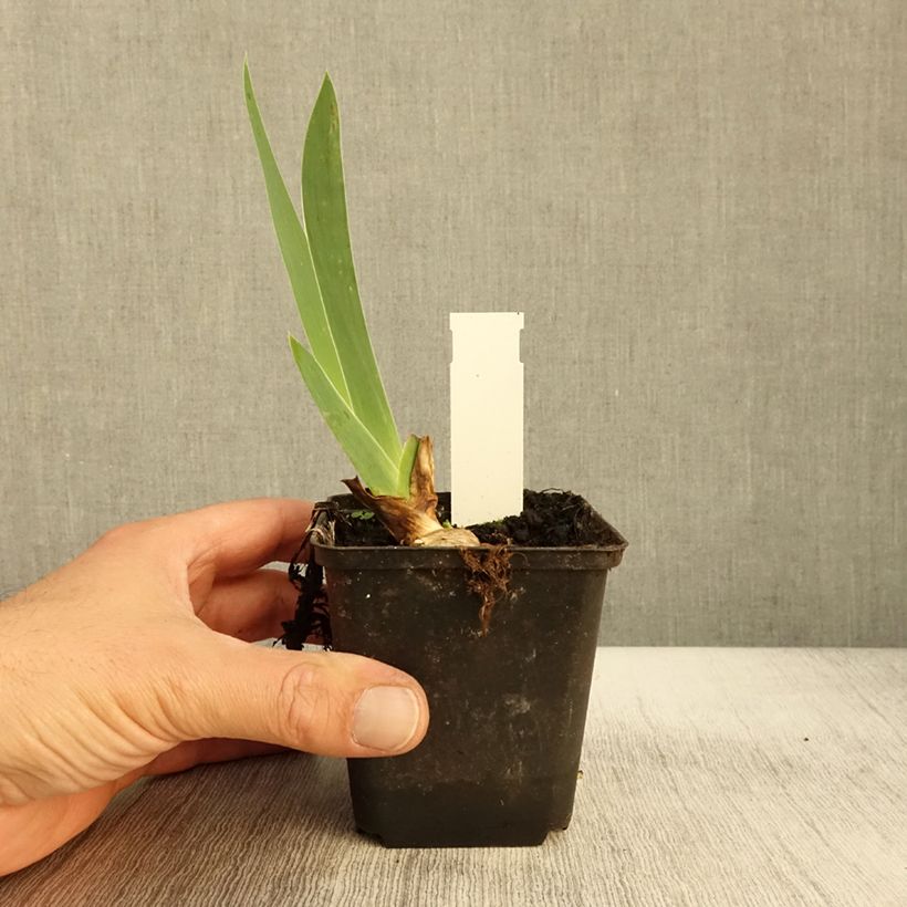 Example of Iris Sovereign Crown - Schwertlilie Kleine Töpfe von 8/9 cm as you get in automne