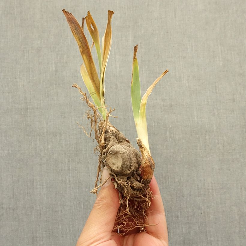 Exemplar von Iris Star Appeal - Schwertlilie Rhizom wie im Winter geliefert