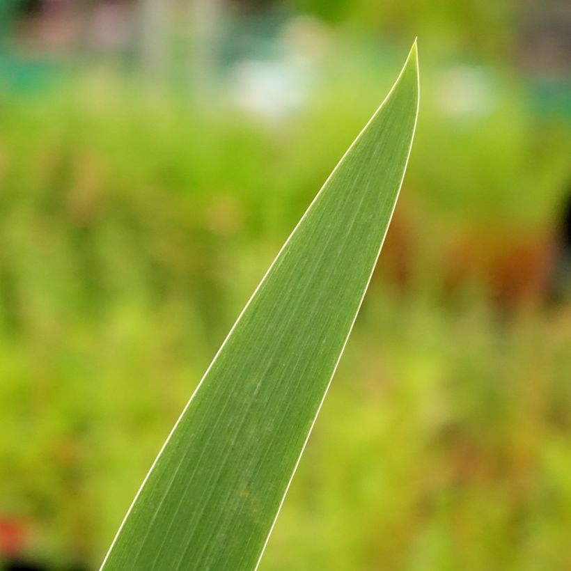 Iris Stepping Out - Schwertlilie (Laub)