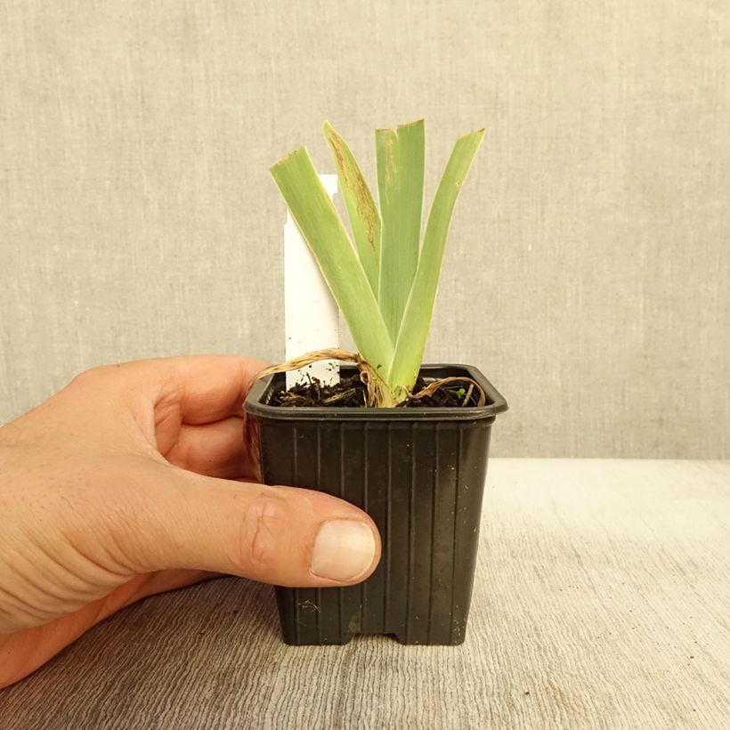 Example of Iris Stepping Out - Schwertlilie Kleine Töpfe von 8/9 cm as you get in automne