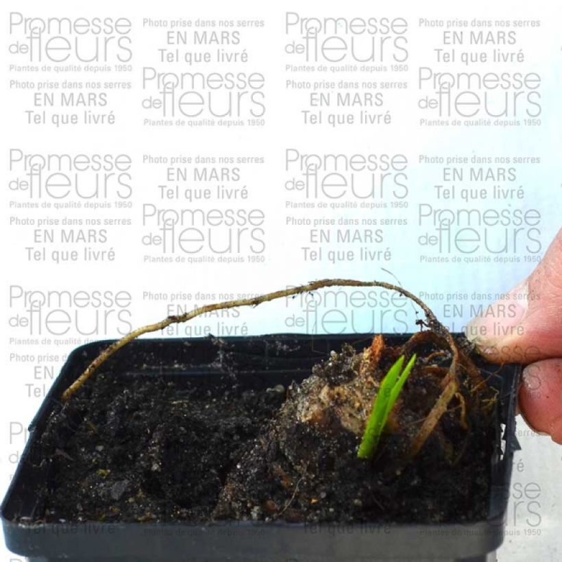 Example of Iris Striking - Schwertlilie Kleine Töpfe von 8/9 cm as you get