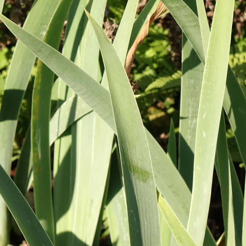 Iris Sunset Sky - Schwertlilie (Foliage)