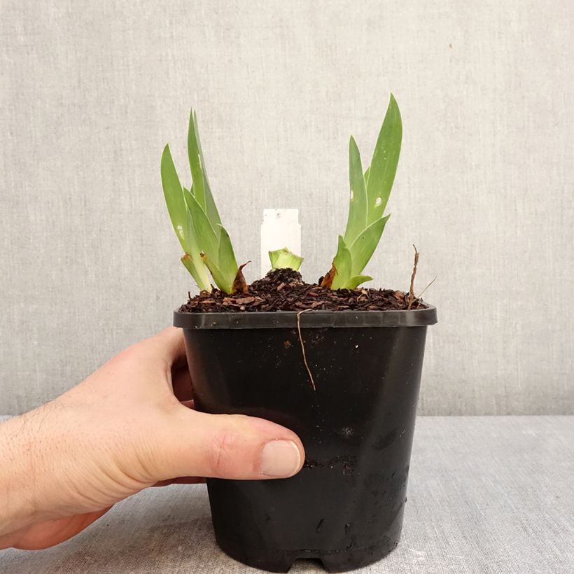 Exemplar von Iris Sunset Sky - Schwertlilie Topf mit 1,5L/2L wie im Winter geliefert