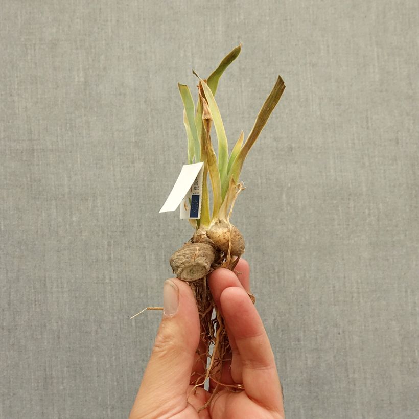 Exemplar von Iris Synergy - Schwertlilie Rhizom wie im Winter geliefert