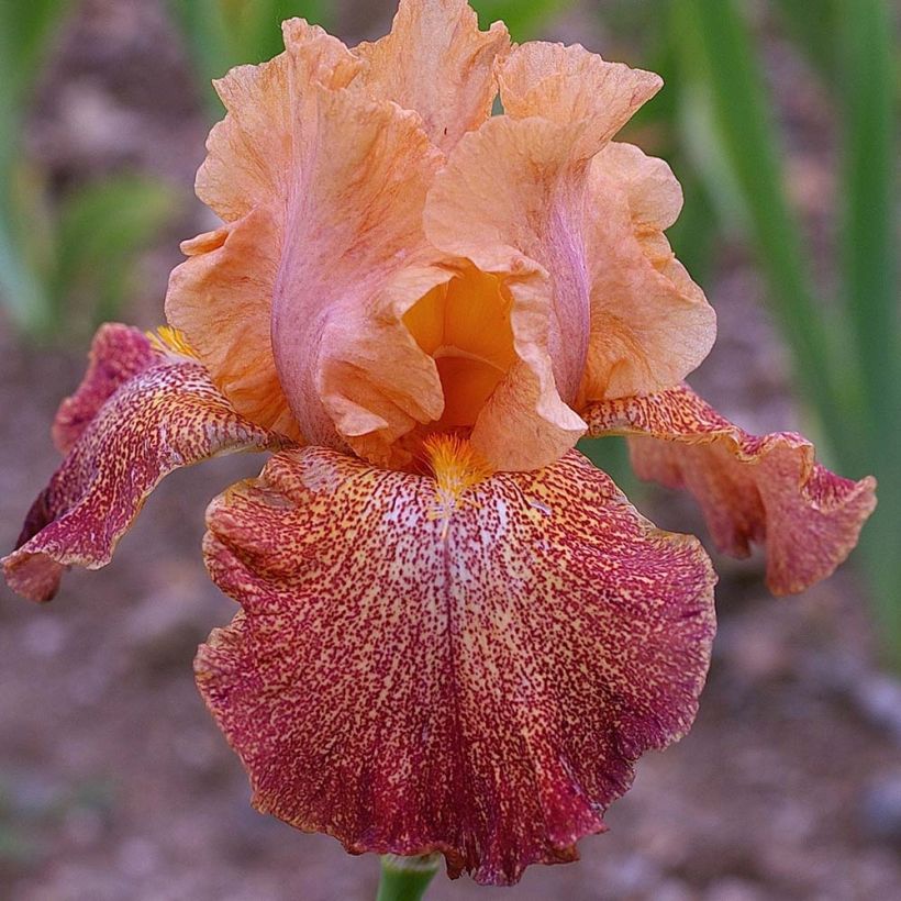 Iris Tanzanian Tangerine - Schwertlilie (Flowering)