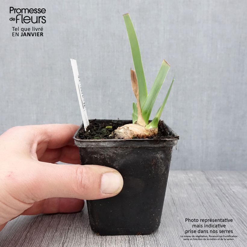 Exemplar von Iris Tel Arlequin - Schwertlilie Kleine Töpfe von 8/9 cm wie im Winter geliefert