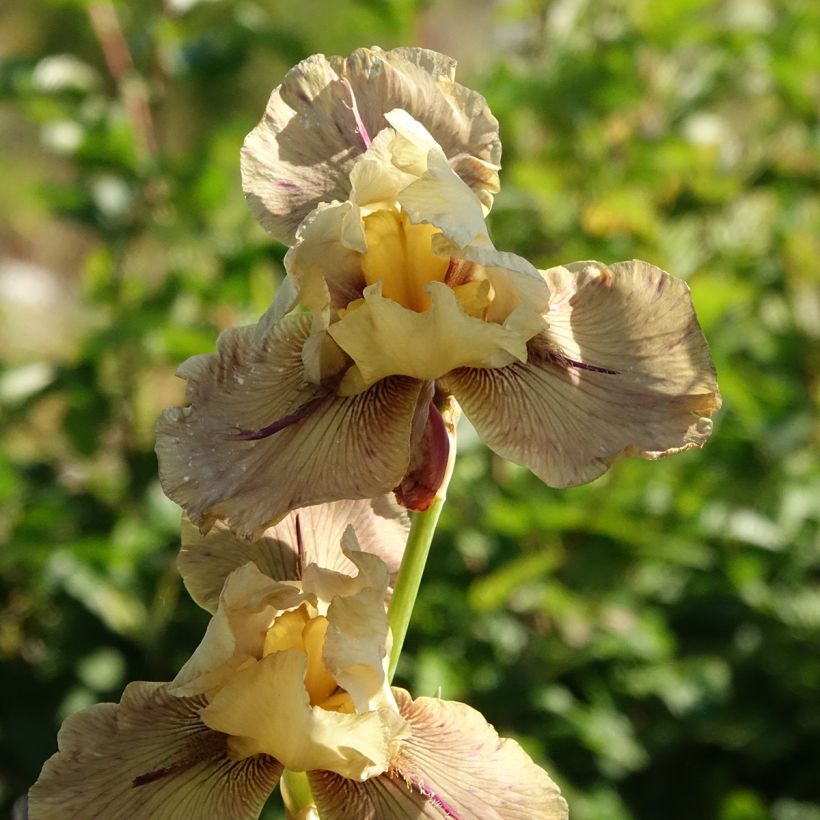 Iris Thornbird - Schwertlilie (Blüte)