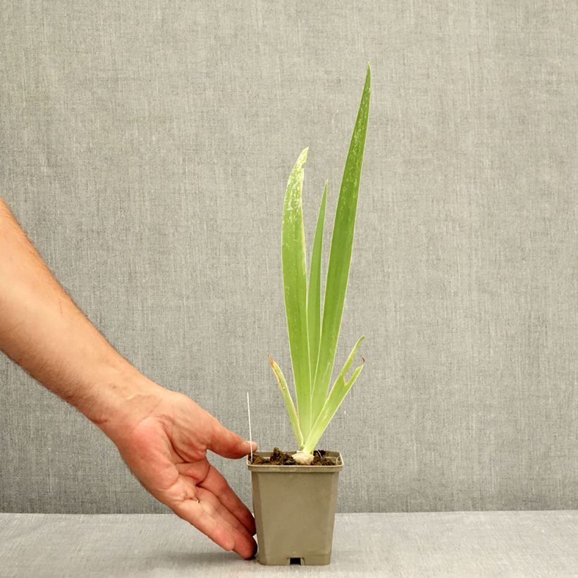 Example of Iris Tiger Honey - Schwertlilie Kleine Töpfe von 8/9 cm as you get in ete