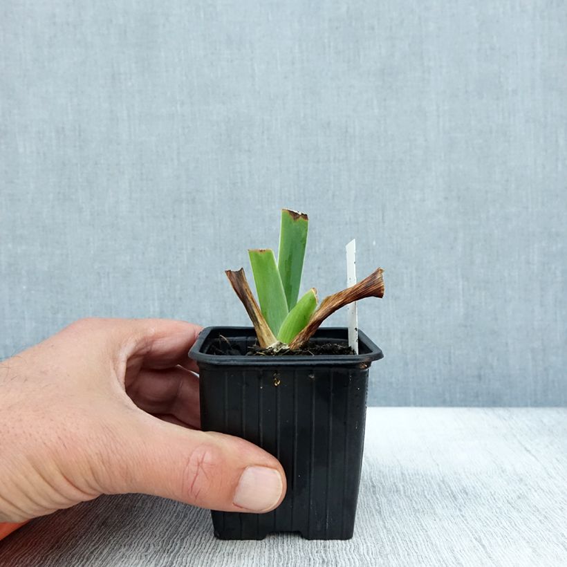 Example of Iris Tuxedo - Schwertlilie Kleine Töpfe von 8/9 cm as you get in automne