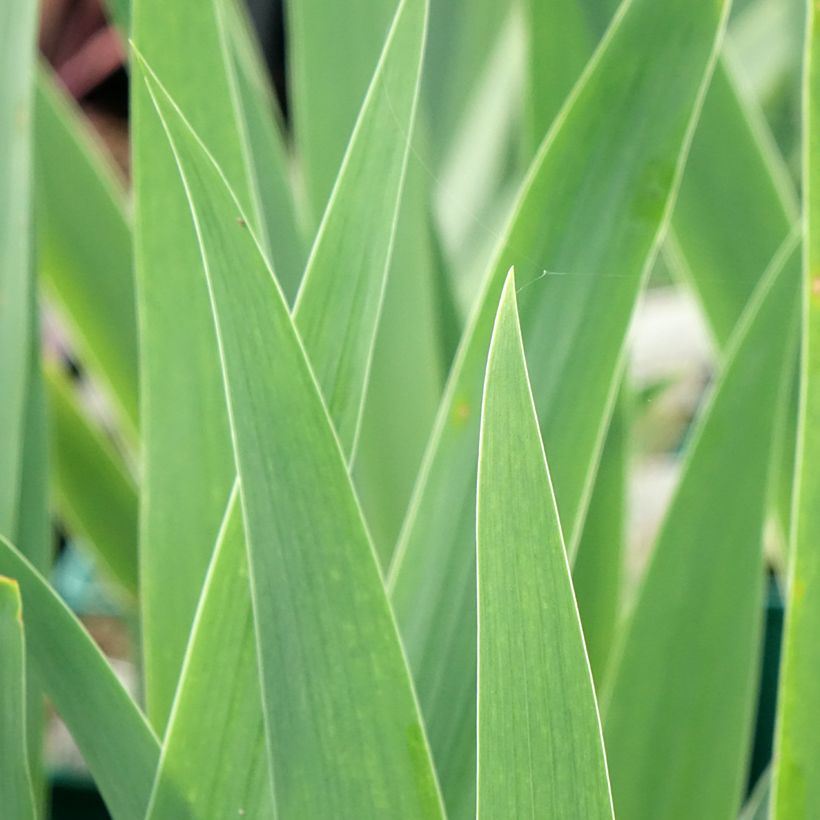 Iris Tuxedo - Schwertlilie (Foliage)