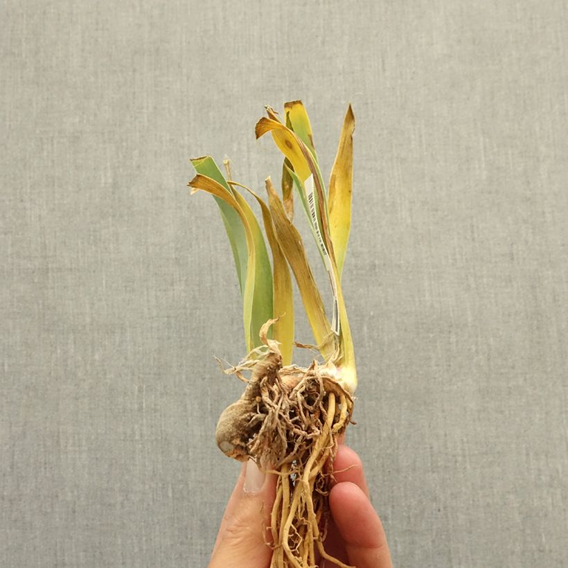 Exemplar von Iris Vieilles Vignes - Schwertlilie Rhizom wie im Winter geliefert