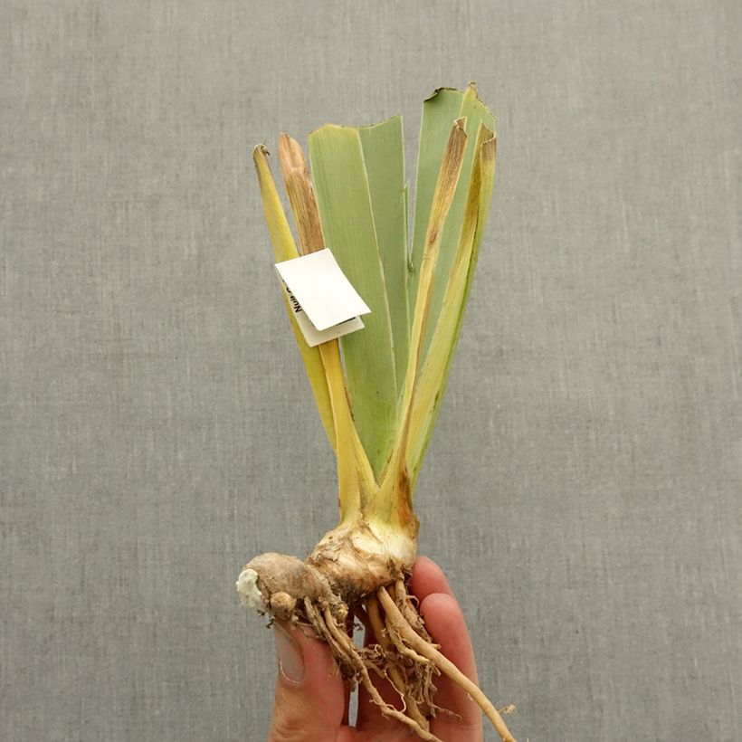 Exemplar von Iris Vienna Waltz - Schwertlilie Rhizom wie im Winter geliefert