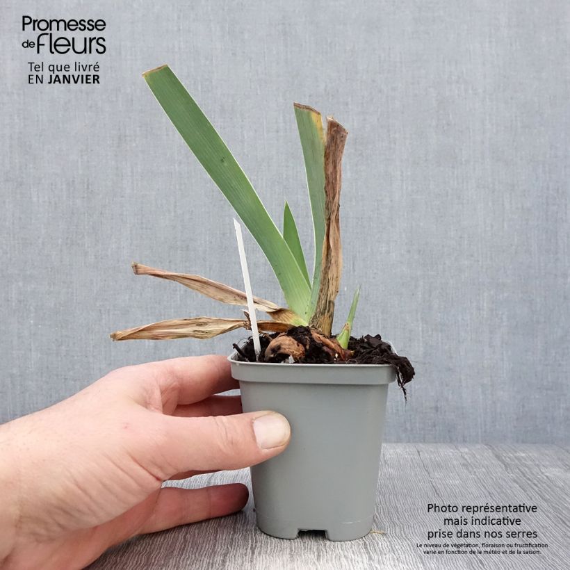 Exemplar von Iris Waterline - Schwertlilie Kleine Töpfe von 8/9 cm wie im Winter geliefert