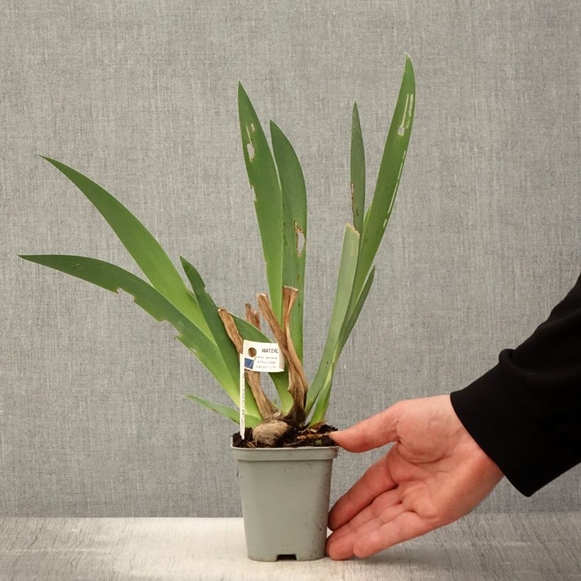 Exemplar von Iris Waterline - Schwertlilie Kleine Töpfe von 8/9 cm wie im Frühjahr geliefert