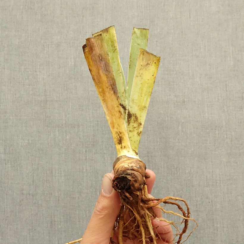Exemplar von Iris Wrangler - Schwertlilie Rhizom wie im Winter geliefert