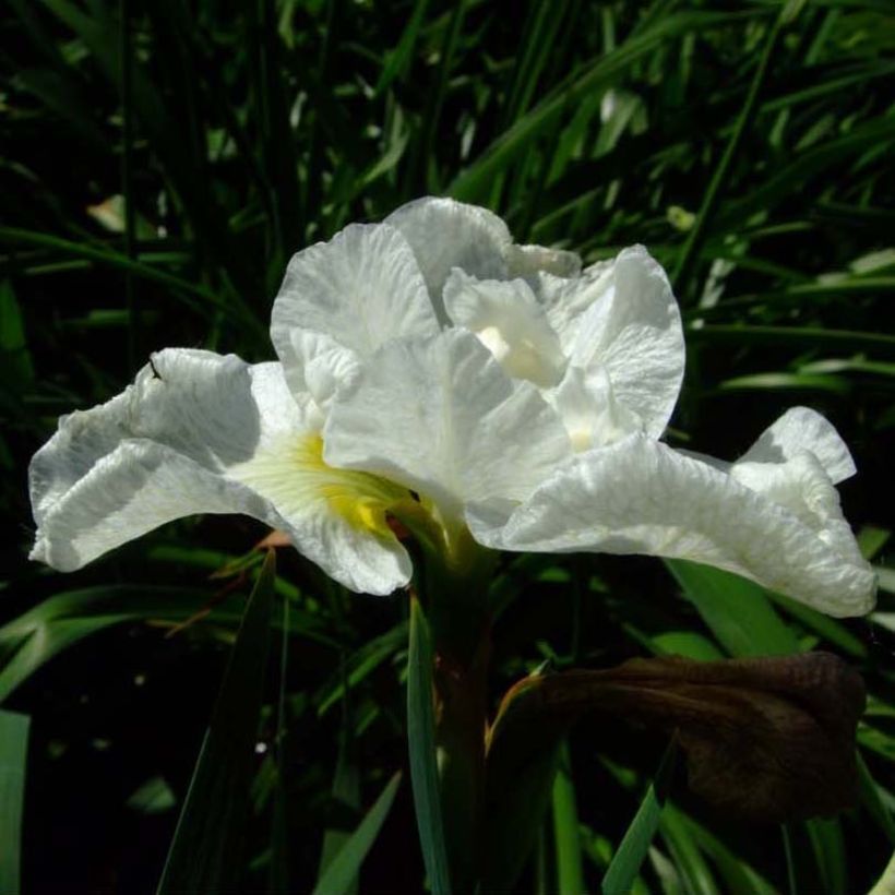 Iris sibirica Harpswell Happiness - Sibirische Schwertlilie (Flowering)