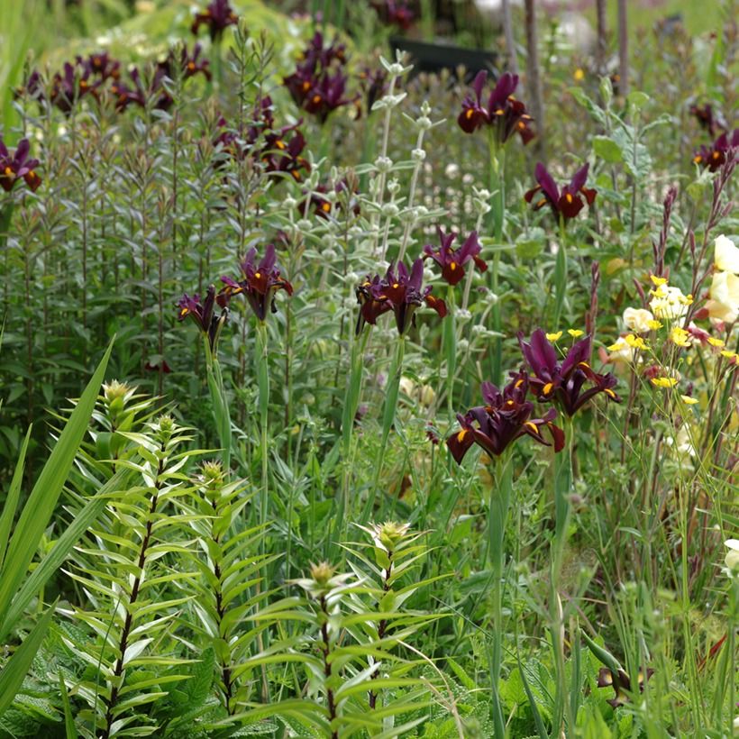 Iris hollandica Red Ember - Holländische Schwertlilie (Plant habit)