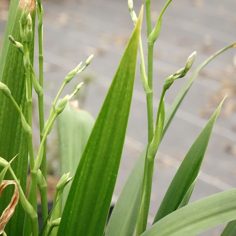 Iris japonica - Gefranste Schwertlilie (Foliage)