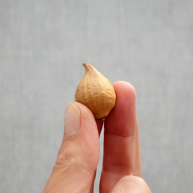 Exemplar von Iris Katharine's Gold - Schwertlilie Zwiebel Kaliber/Größe 6+ wie im Herbst geliefert