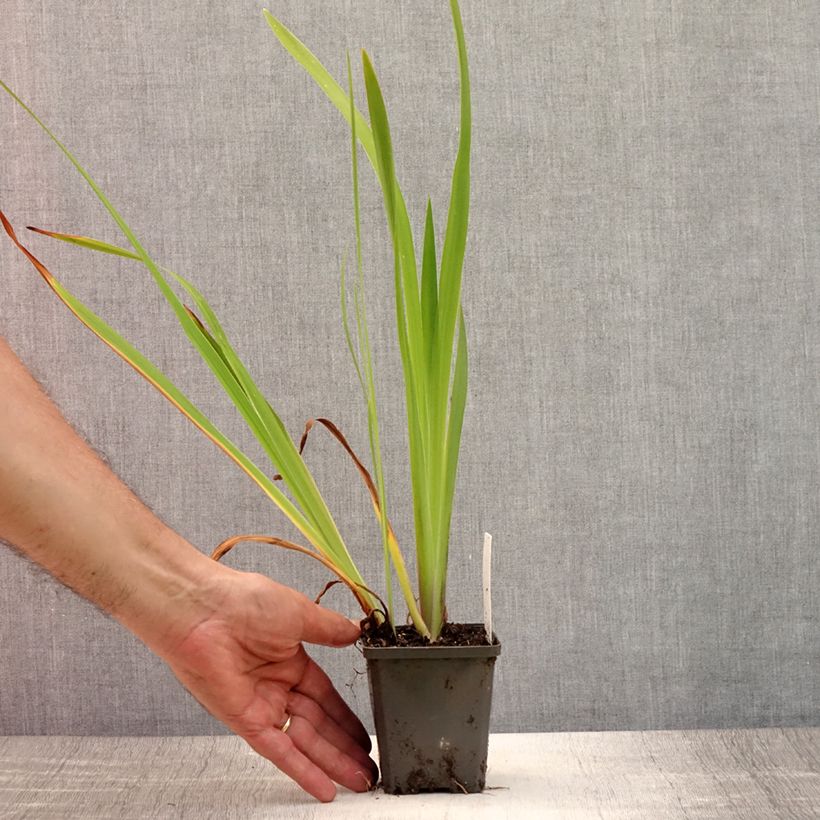 Exemplar von Iris laevigata - Asiatische Sumpf-Schwertlilie Kleine Töpfe von 8/9 cm wie im Sommer geliefert