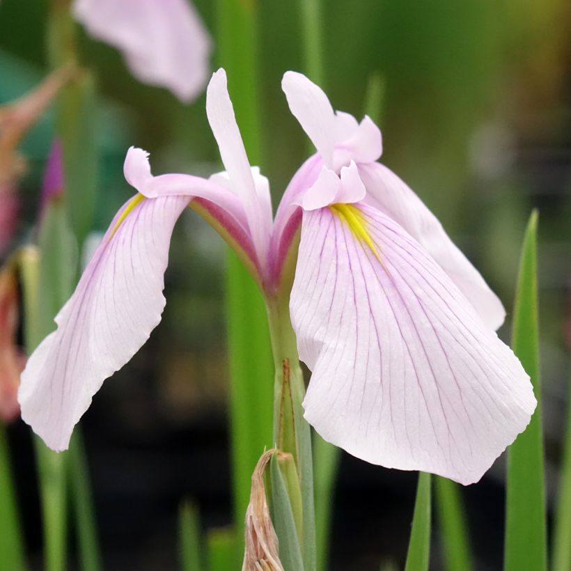 Iris laevigata Rose Queen - Asiatische Sumpf-Schwertlilie (Flowering)