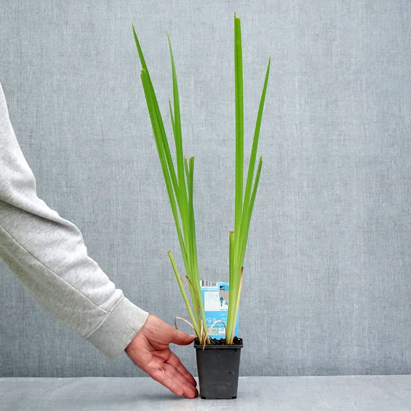 Example of Iris laevigata Rose Queen - Asiatische Sumpf-Schwertlilie Kleine Töpfe von 8/9 cm as you get in ete