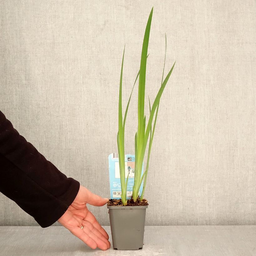 Exemplar von Iris laevigata Rose Queen - Asiatische Sumpf-Schwertlilie Kleine Töpfe von 8/9 cm wie im Frühjahr geliefert