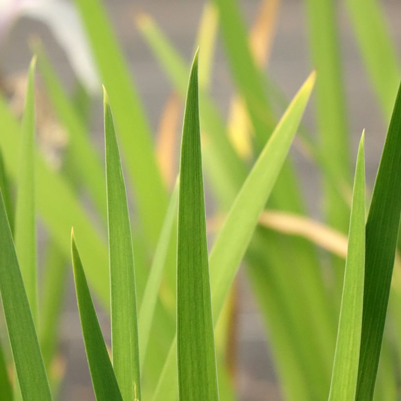 Iris laevigata Snowdrift - Asiatische Sumpf-Schwertlilie (Foliage)