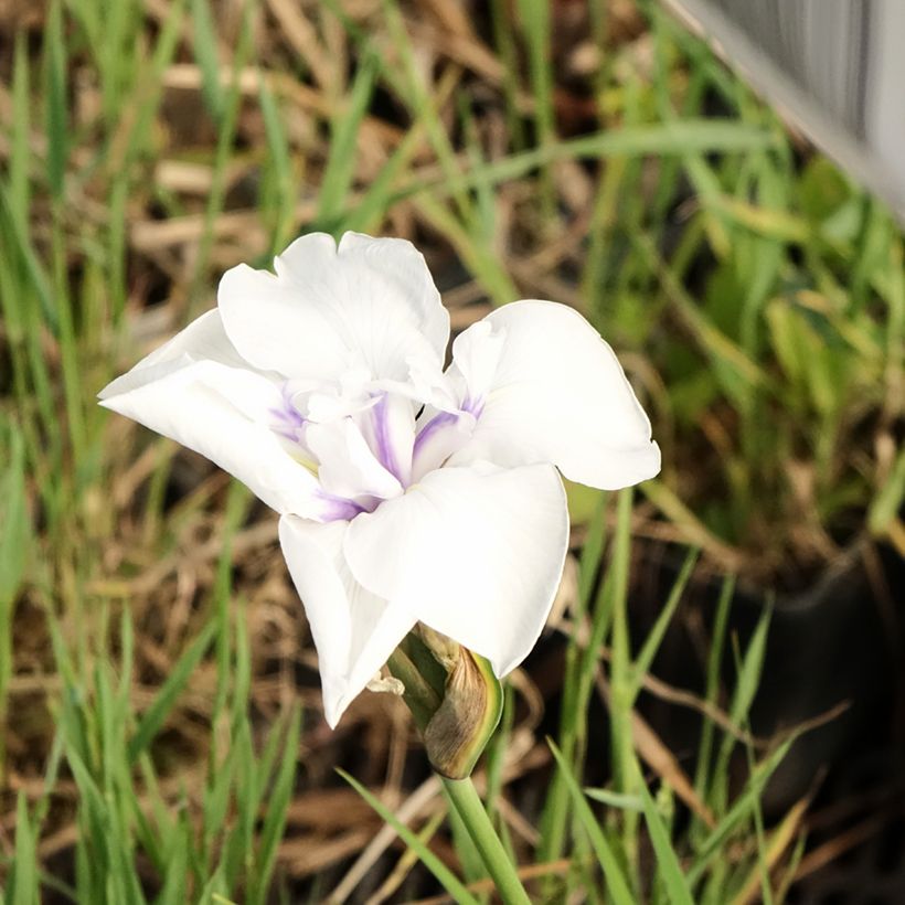 Iris laevigata Snowdrift - Asiatische Sumpf-Schwertlilie (Flowering)