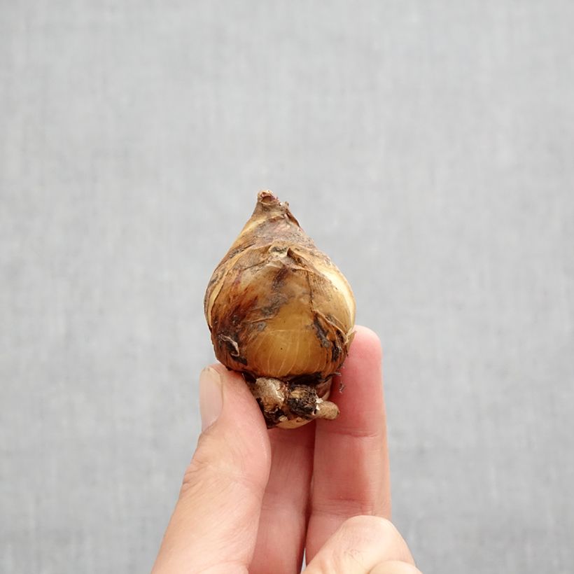 Exemplar von Iris magnifica alba - Großartige Schwertlilie Zwiebel Kaliber/Größe I wie im Herbst geliefert