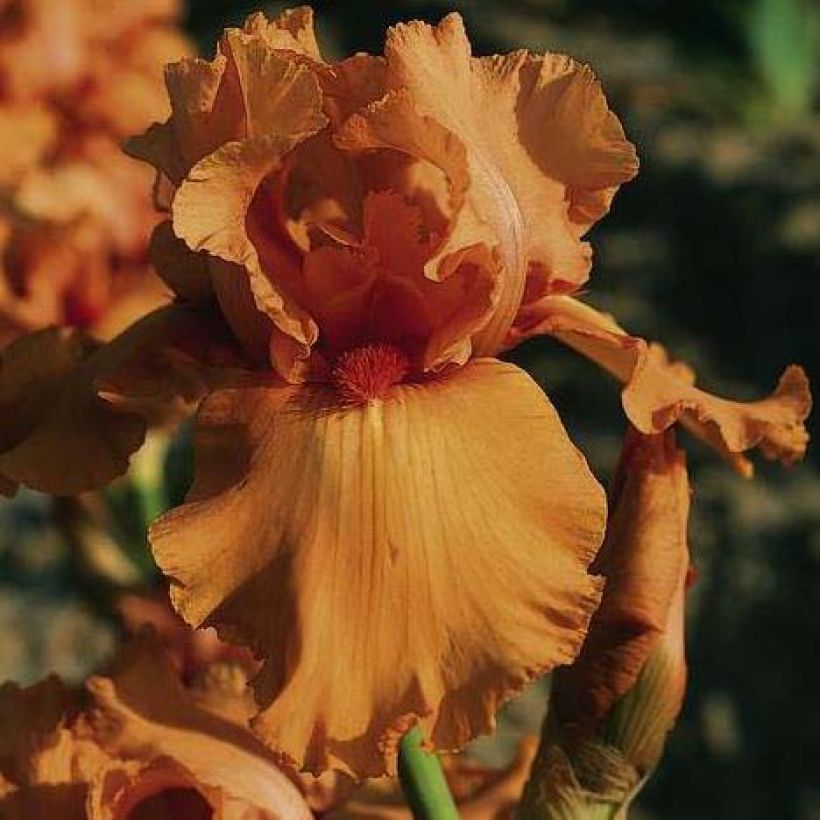 Iris Orange Embers - Schwertlilie (Flowering)
