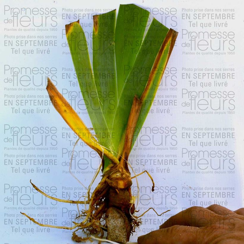 Example of Iris Orange Embers - Schwertlilie Rhizom, Kaliber 10/15, Extraqualität as you get
