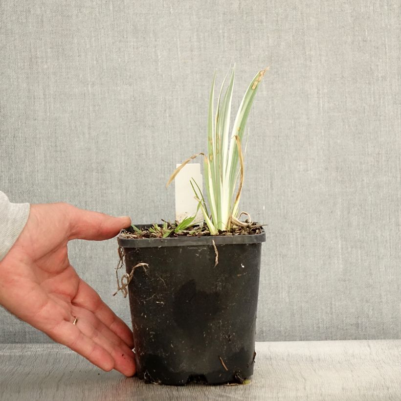 Example of Iris pallida Variegata - Bleiche Schwertlilie Topf mit 1,5L/2L as you get in automne