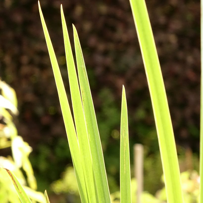 Iris pseudacorus Creme de la Creme - Gelbe Sumpf-Schwertlilie (Foliage)