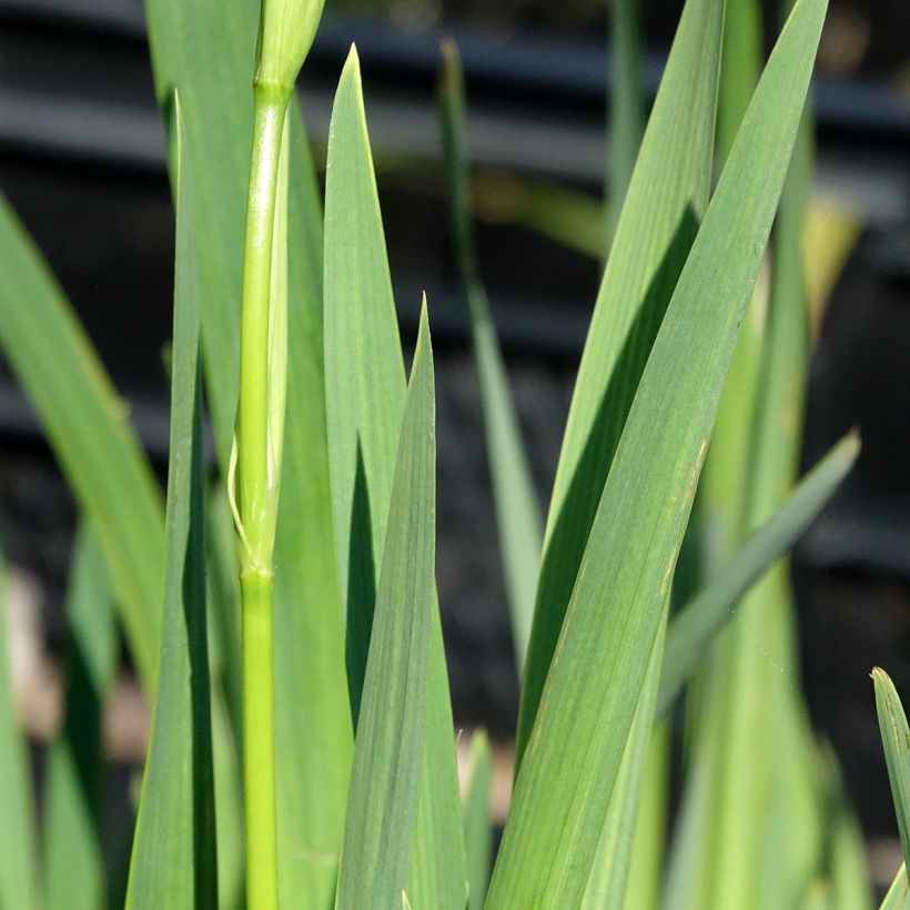 Iris pseudacorus Plena - Gelbe Sumpf-Schwertlilie (Laub)