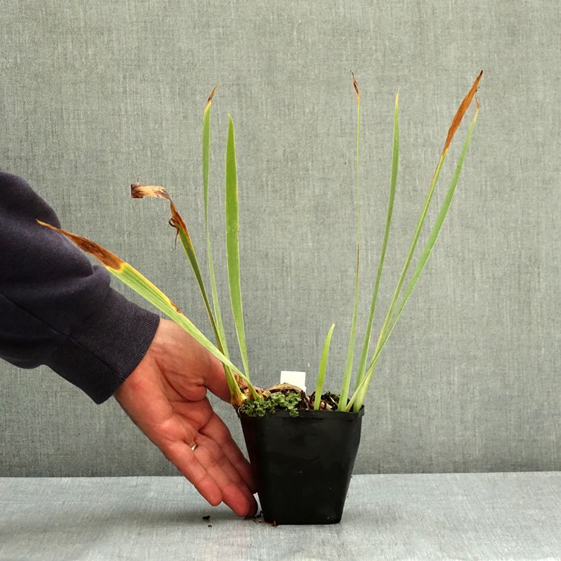 Exemplar von Iris pumila Bright White - Kleine Schwertlilie Kleine Töpfe von 8/9 cm wie im Sommer geliefert
