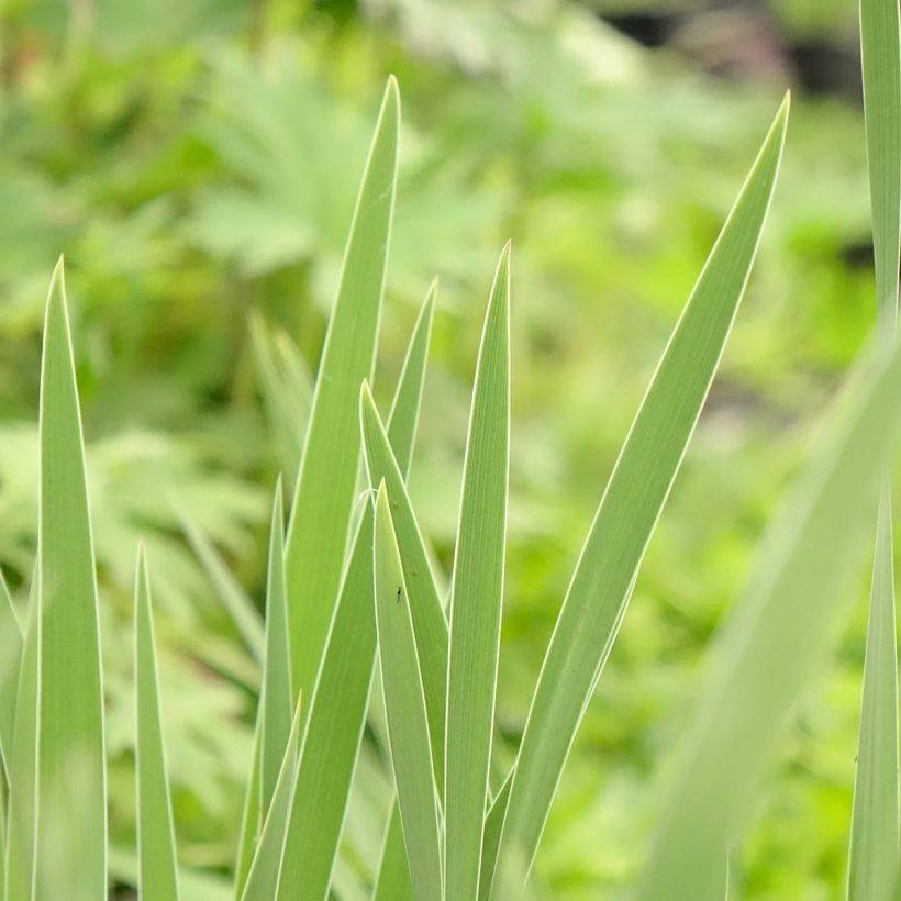 Iris pumila Crispy - Kleine Schwertlilie (Laub)