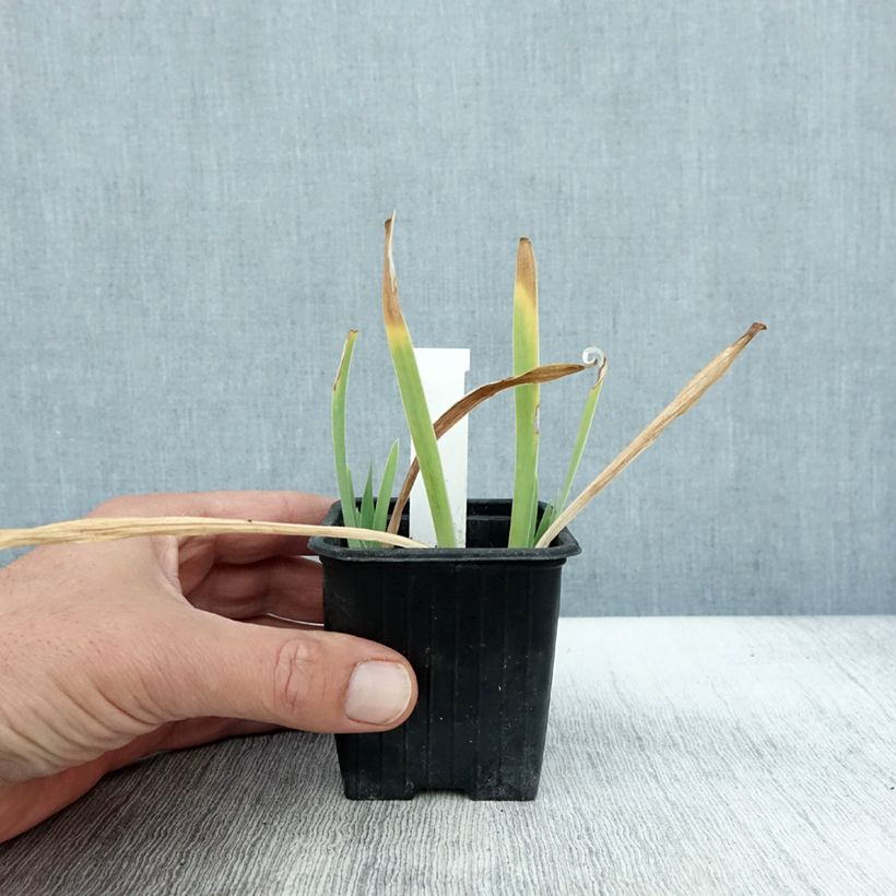 Example of Iris pumila Crispy - Kleine Schwertlilie Kleine Töpfe von 8/9 cm as you get in automne