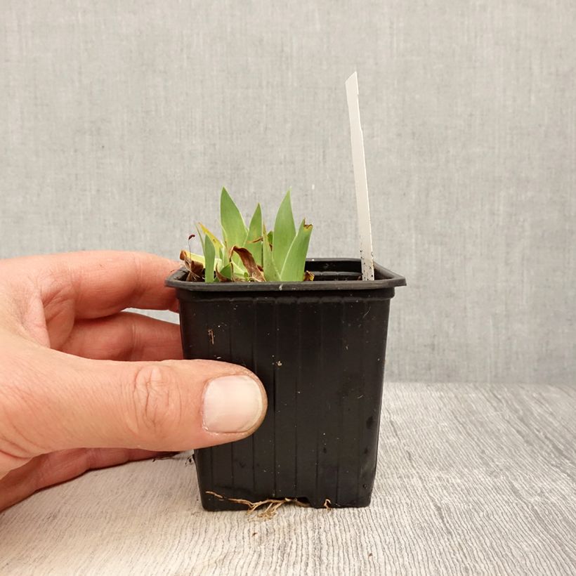 Exemplar von Iris pumila Crispy - Kleine Schwertlilie Kleine Töpfe von 8/9 cm wie im Frühjahr geliefert
