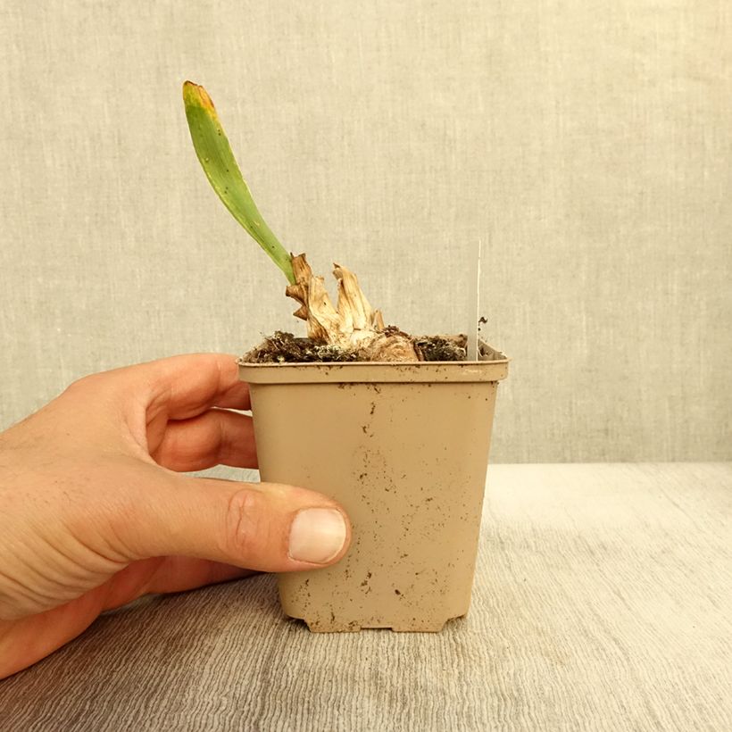 Example of Iris Daring Do - Schwertlilie Kleine Töpfe von 8/9 cm as you get in automne
