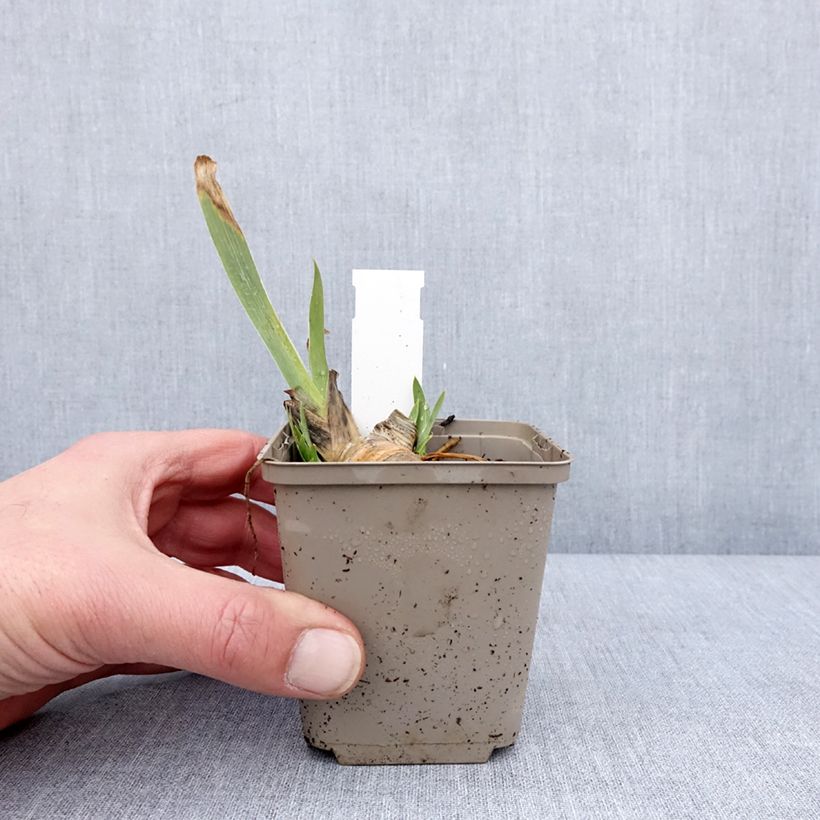 Example of Iris pumila Green Spot - Kleine Schwertlilie Kleine Töpfe von 8/9 cm as you get in hiver