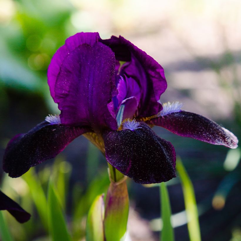 Iris pumila Jewel Baby - Kleine Schwertlilie (Flowering)
