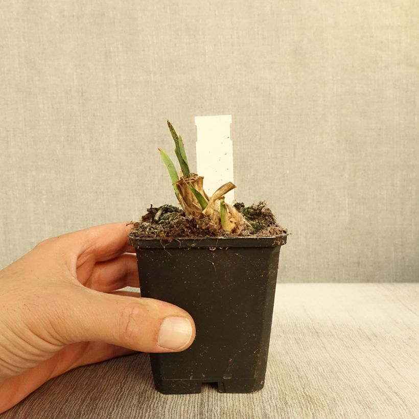 Example of Iris pumila Jewel Baby - Kleine Schwertlilie Kleine Töpfe von 8/9 cm as you get in automne