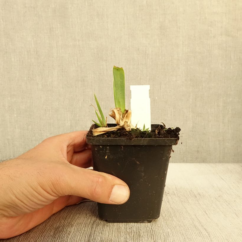 Example of Iris pumila Volts - Kleine Schwertlilie Kleine Töpfe von 8/9 cm as you get in automne