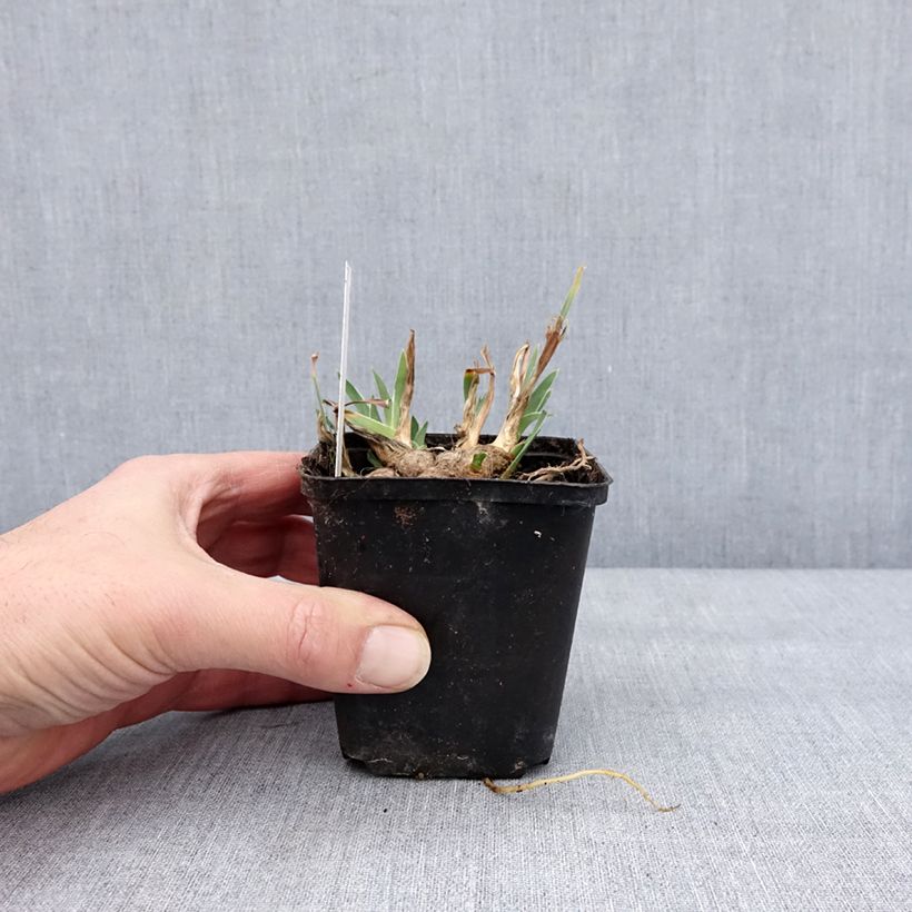 Example of Iris pumila Wee Harry - Kleine Schwertlilie Kleine Töpfe von 8/9 cm as you get in hiver