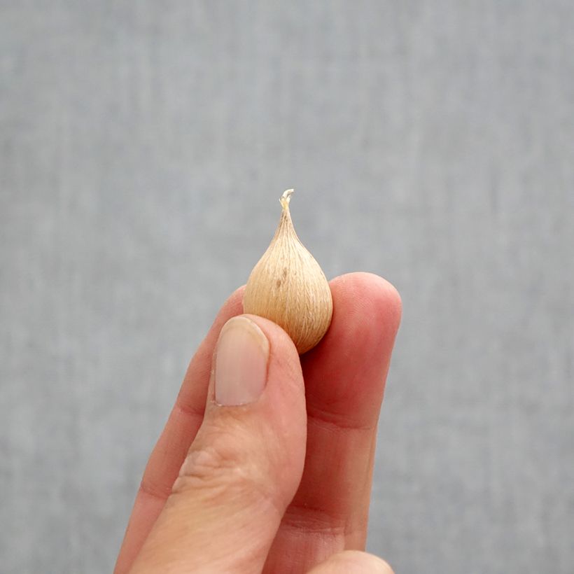 Exemplar von Iris reticulata Alida - Netzblatt-Schwertlilie Zwiebel Kaliber/Größe 5+ wie im Herbst geliefert