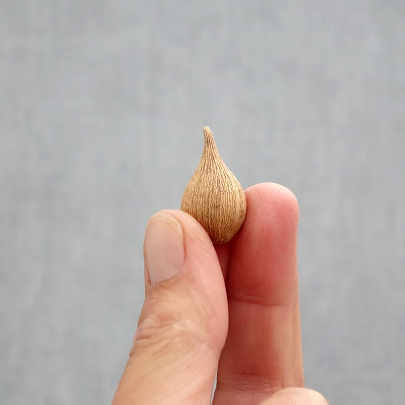 Exemplar von Iris reticulata Blue Planet - Netzblatt-Schwertlilie Zwiebel Kaliber/Größe 5+ wie im Herbst geliefert