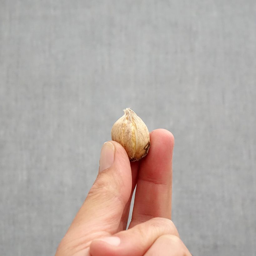 Exemplar von Iris reticulata Clairette - Netzblatt-Schwertlilie Zwiebel Kaliber/Größe 5+ wie im Herbst geliefert