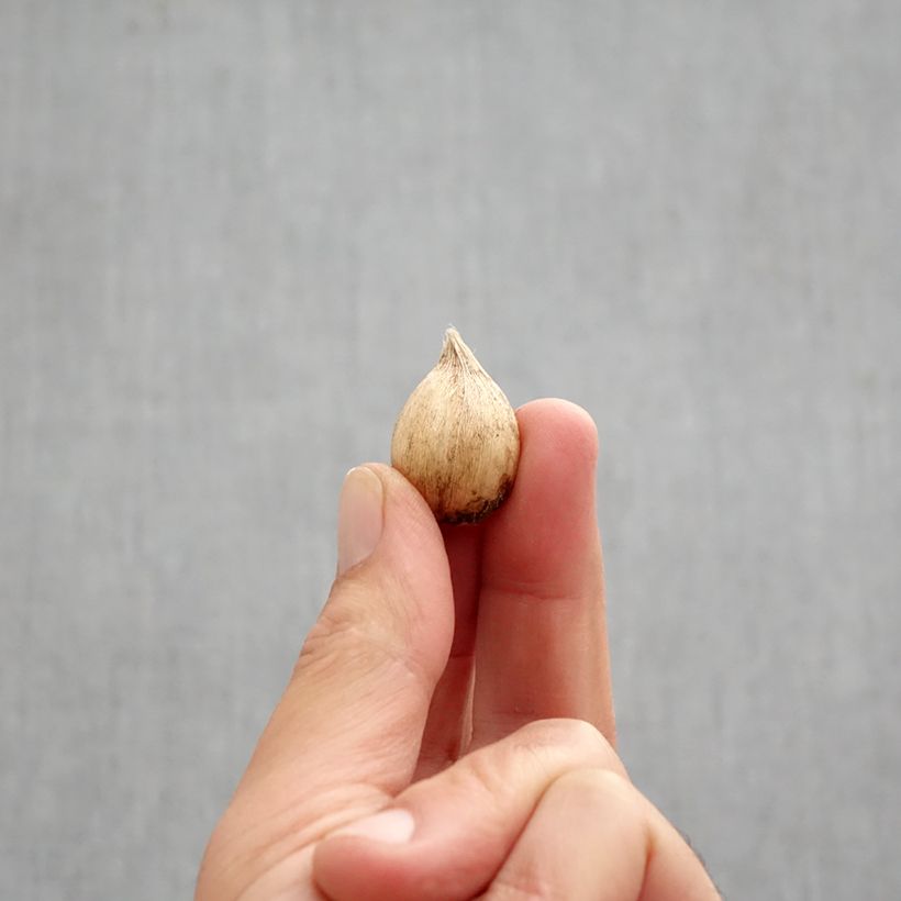 Exemplar von Iris reticulata Dijt - Netzblatt-Schwertlilie Zwiebel Kaliber/Größe 5+ wie im Herbst geliefert