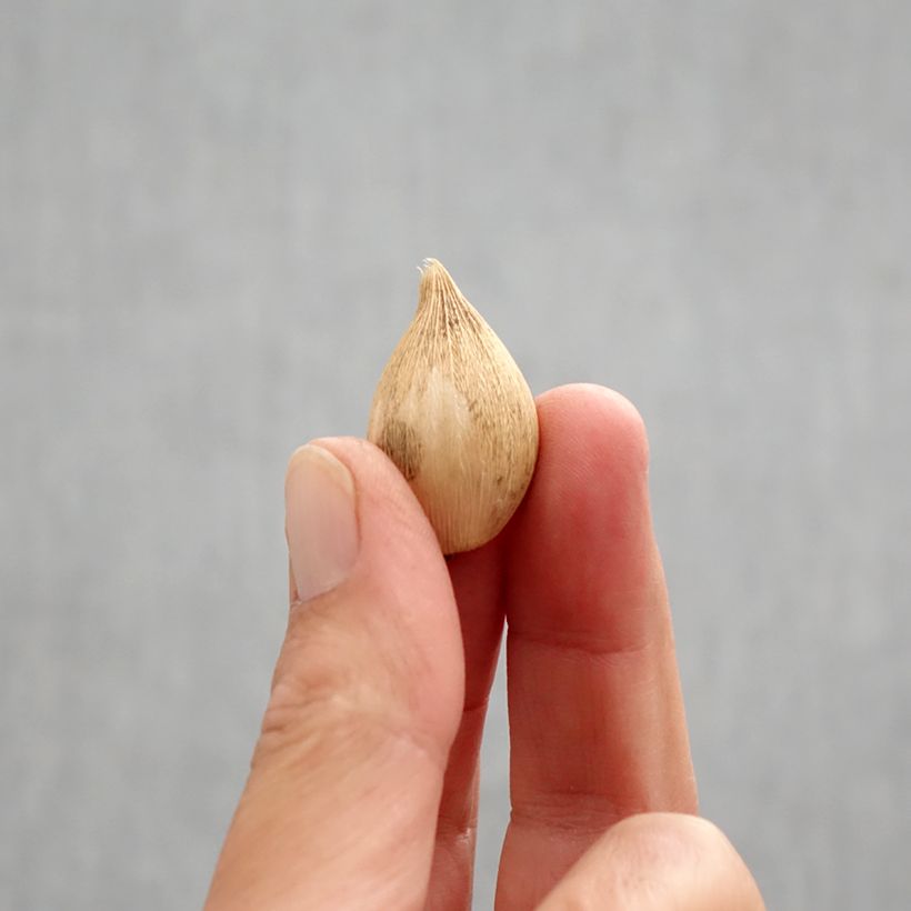 Exemplar von Iris reticulata Katharina Hodgkin - Netzblatt-Schwertlilie Zwiebel Kaliber/Größe 6+ wie im Herbst geliefert